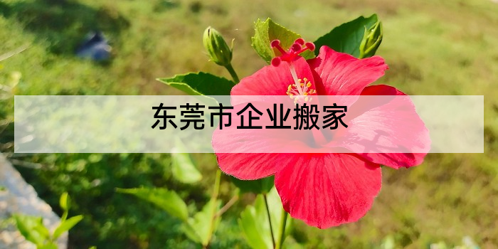 东莞市企业搬家